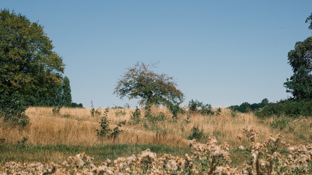 The heath in 16:9