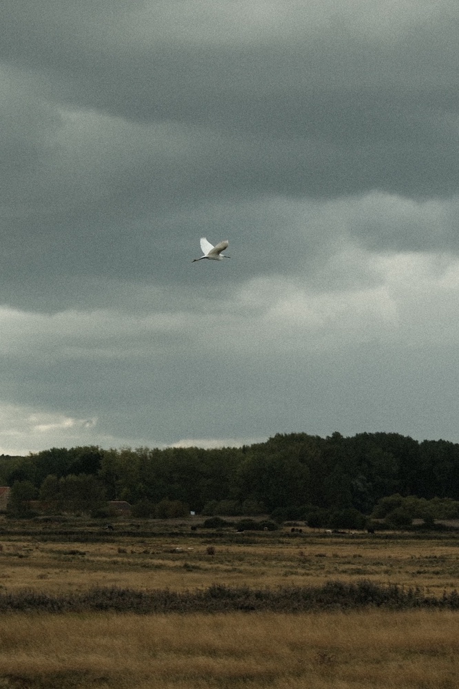 Little Egret 