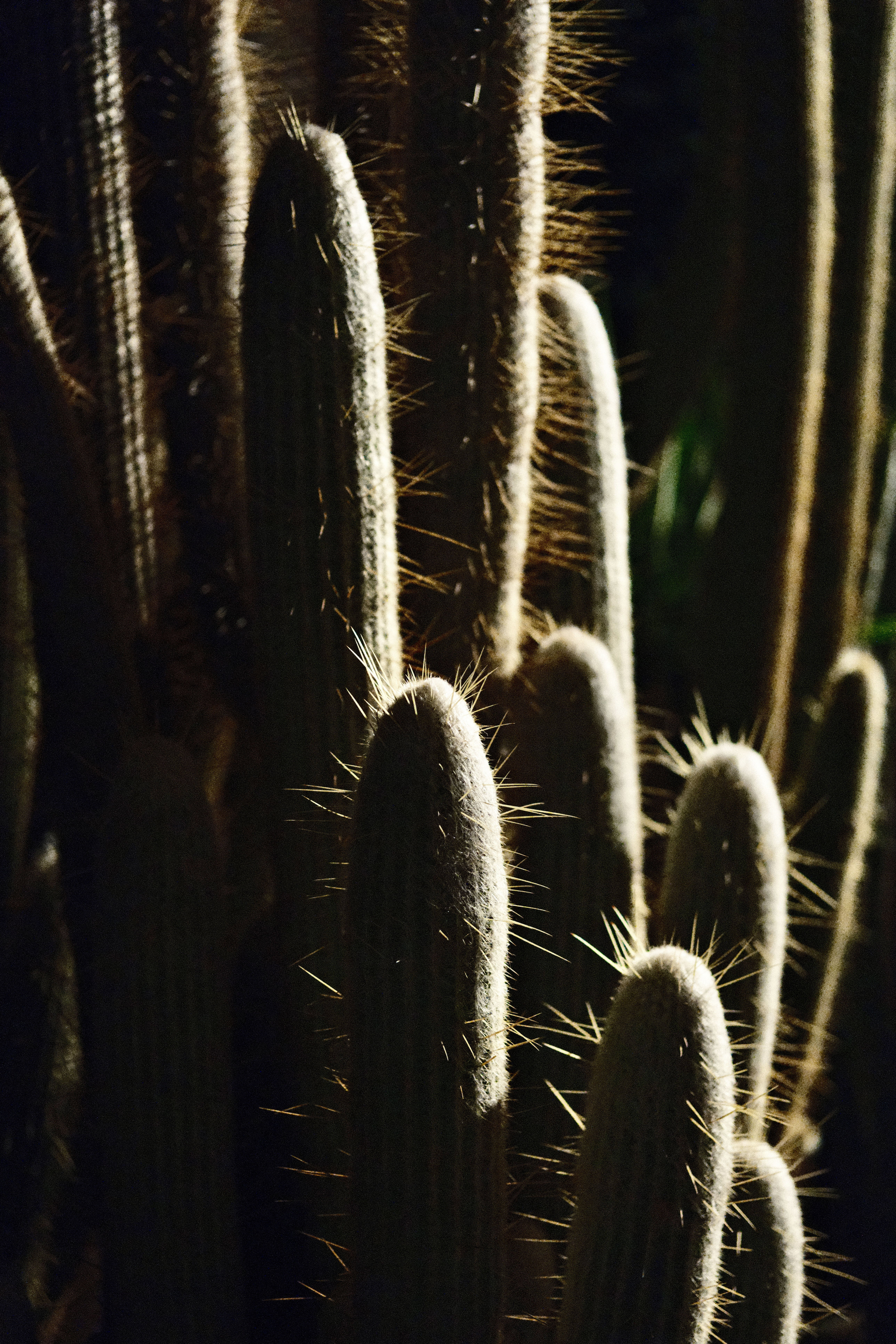 Alien life form 
