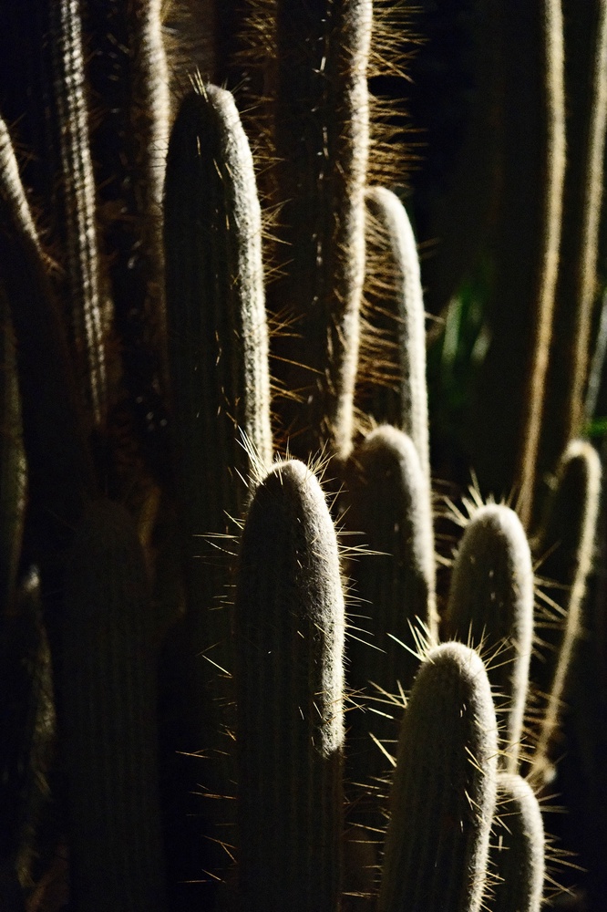 Alien life form 