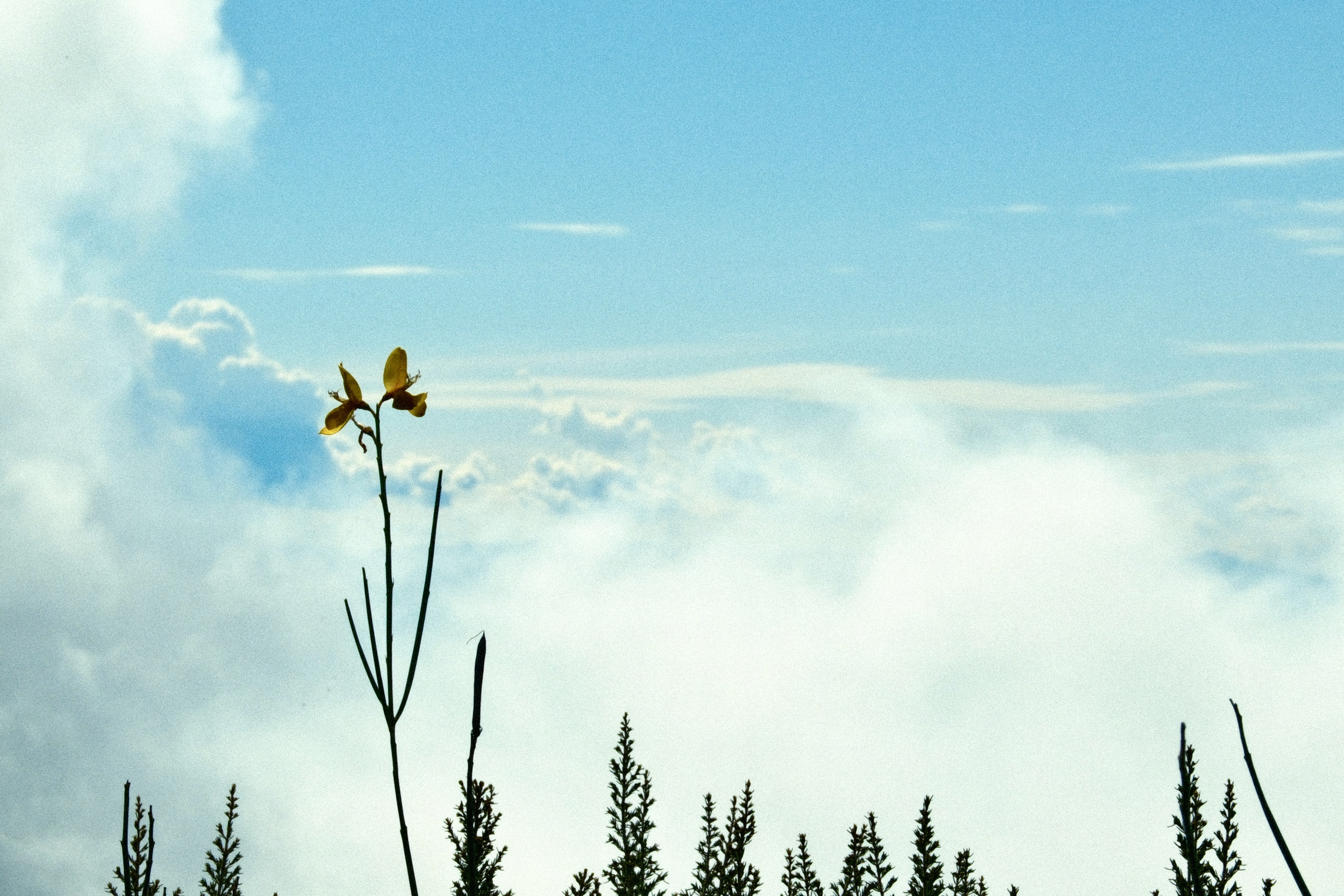 Head for clouds 
