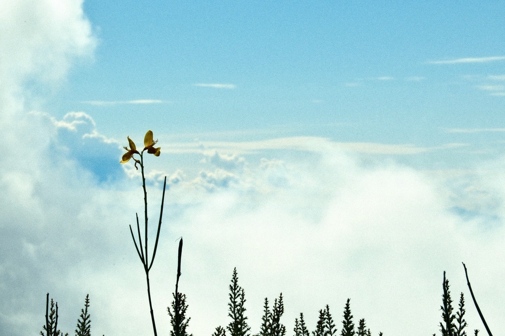 Head for clouds 
