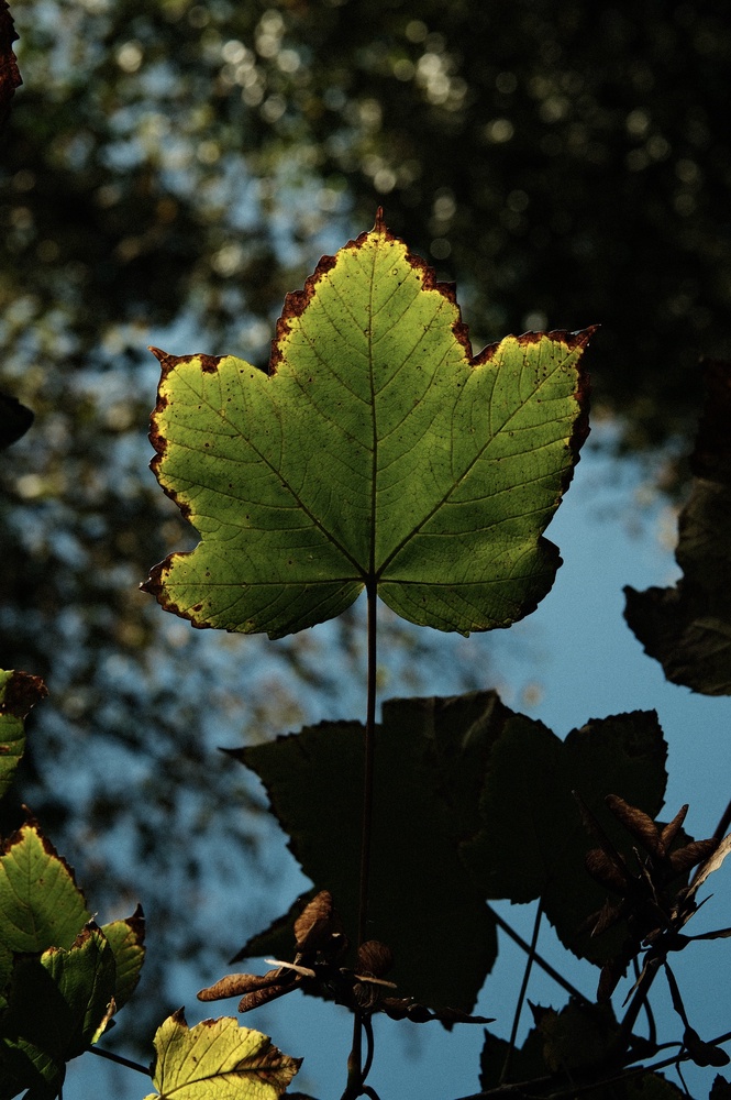 Backlit broadleaf 
