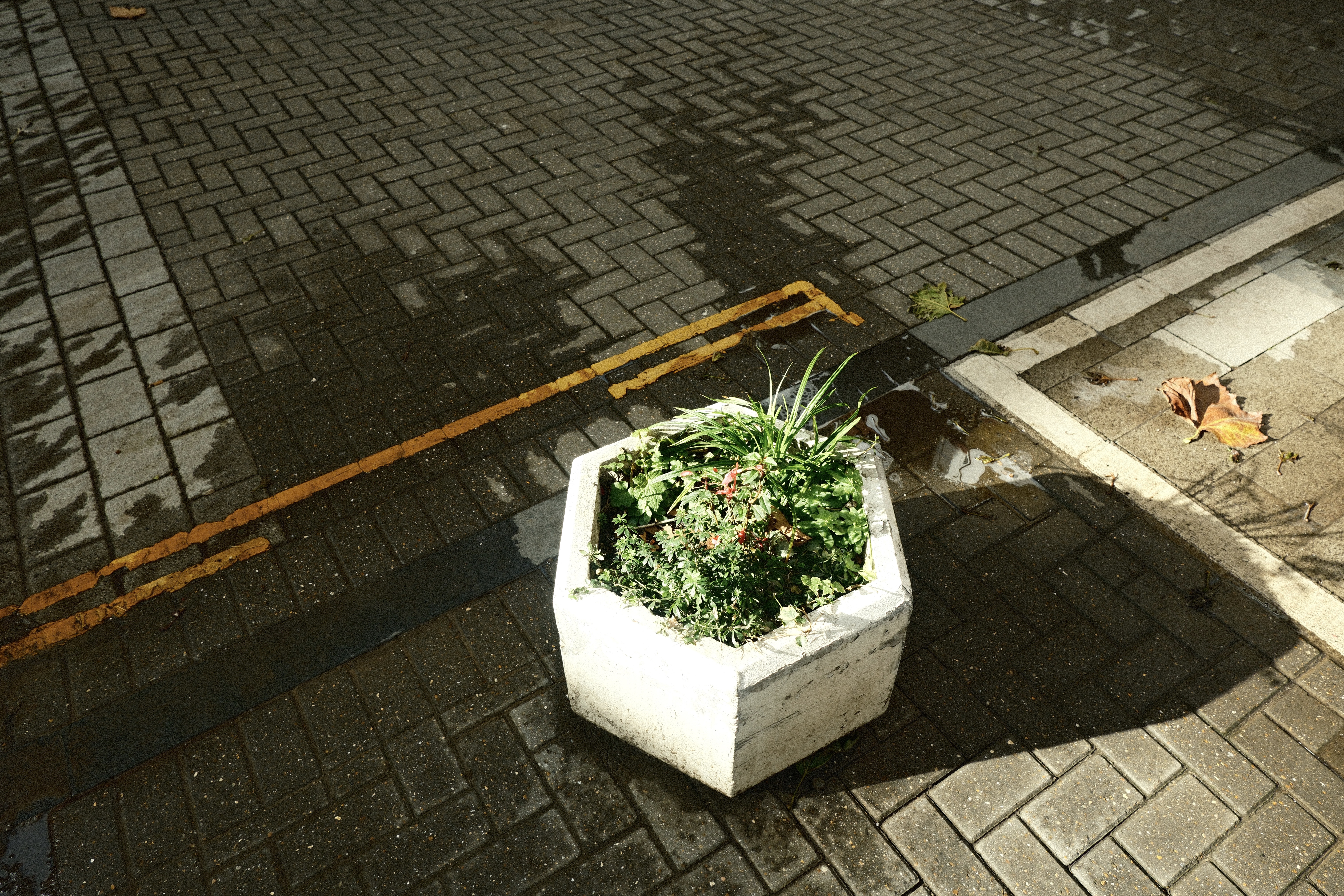 Growth and Autumn Geometry