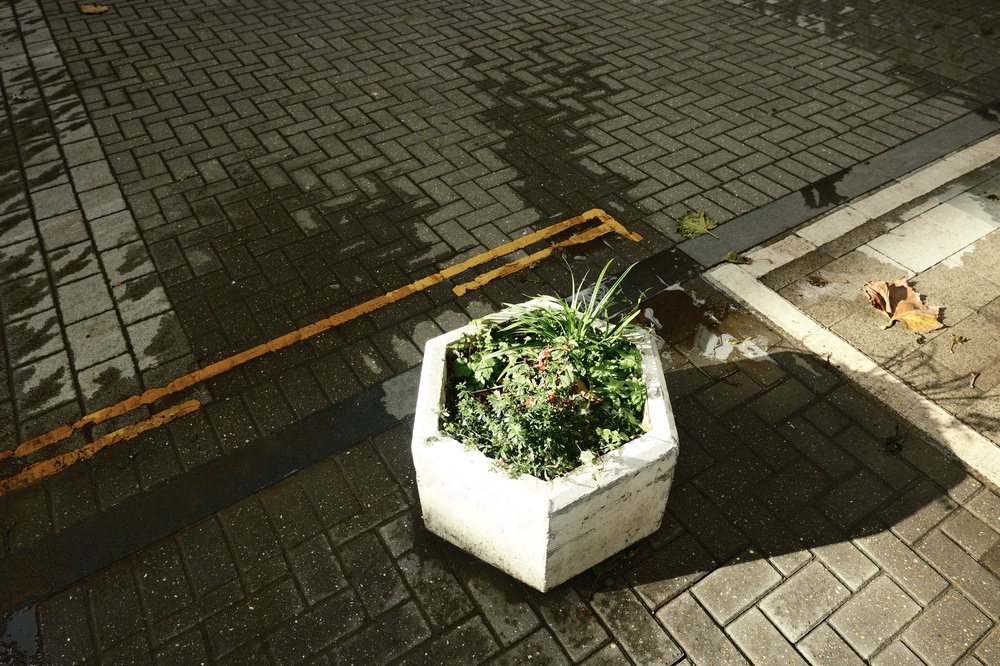 Growth and Autumn Geometry