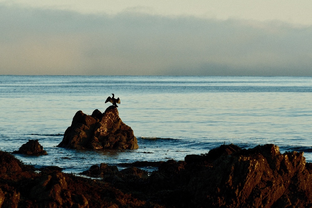 Wing warming in the sun