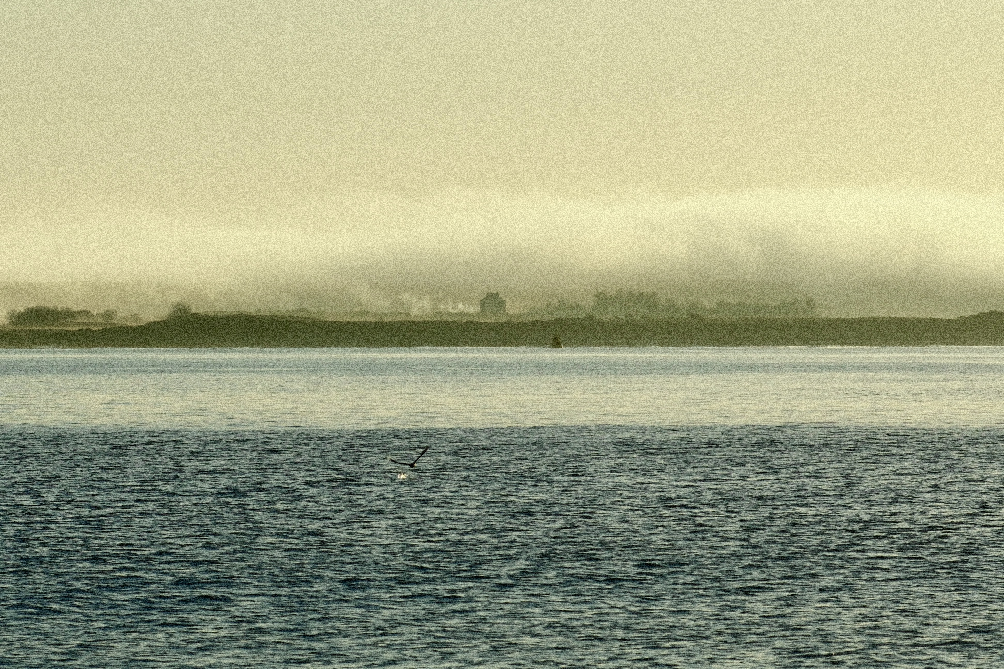 Foggy Mornings on the Wing