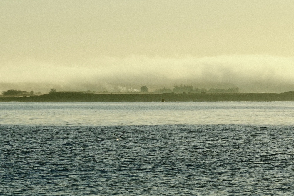 Foggy Mornings on the Wing