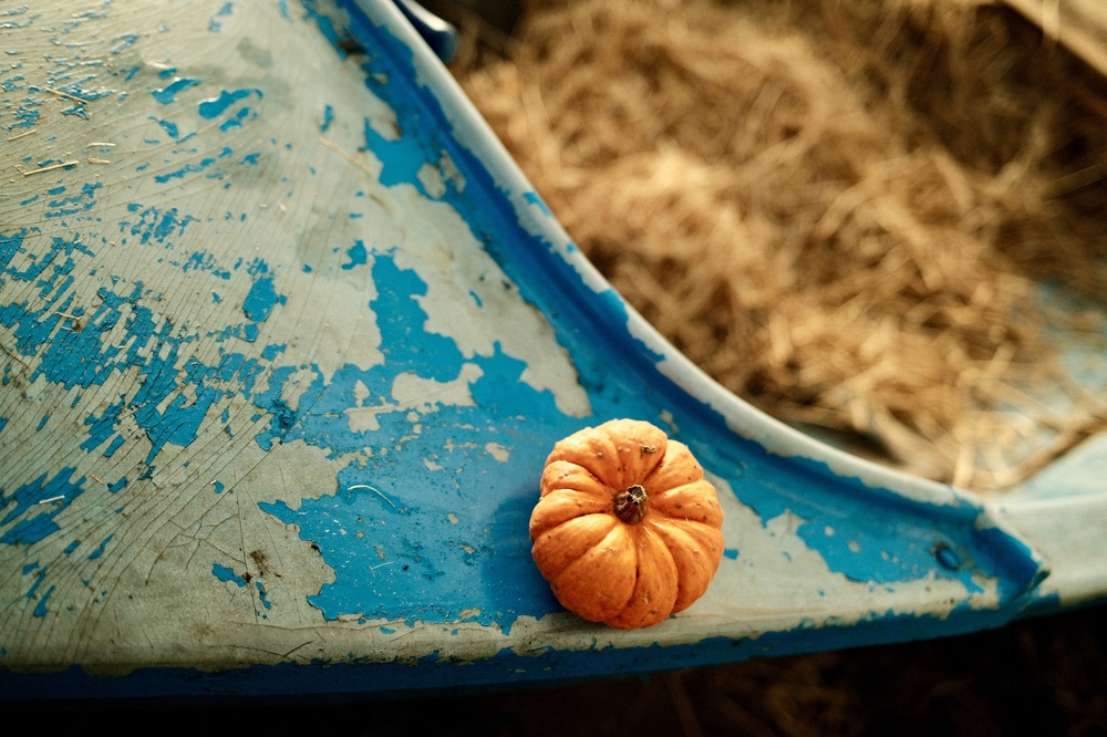 Sea-sonally lost pumpkin  