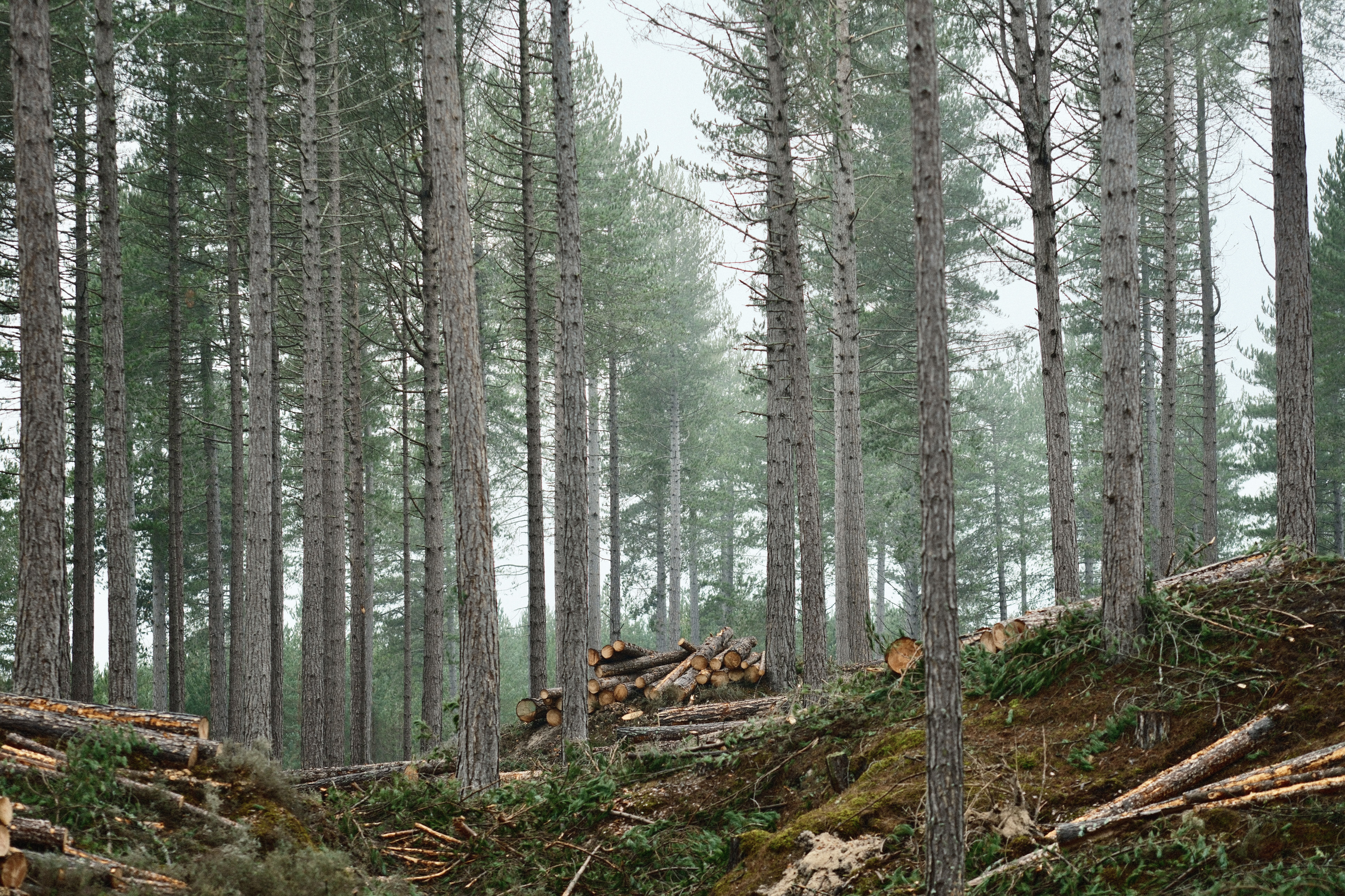 The smell of cut pine