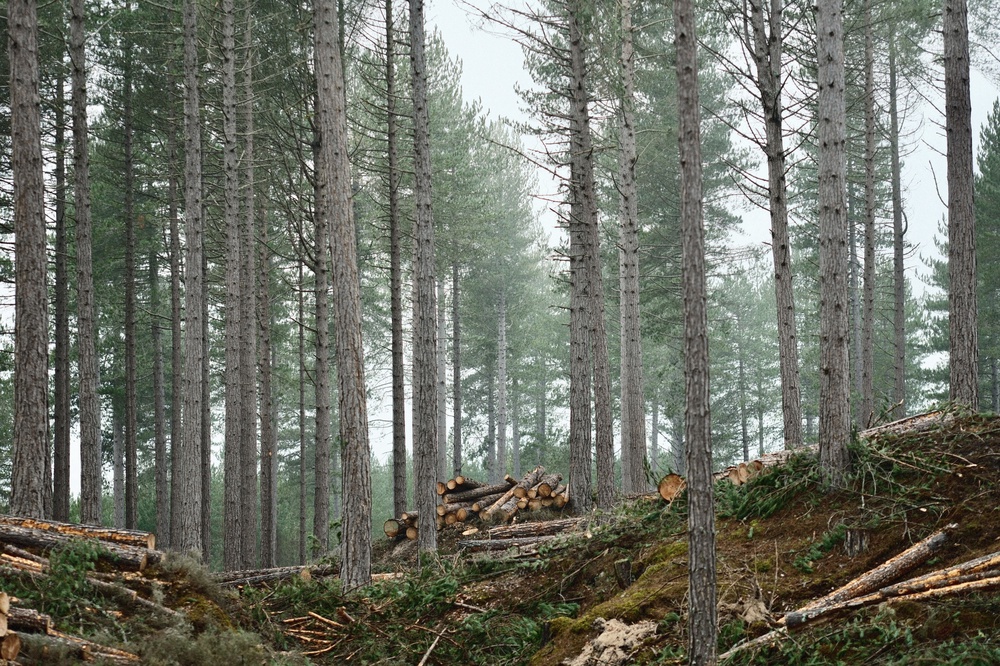 The smell of cut pine