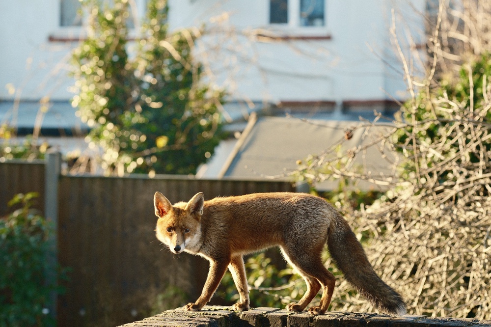 fox surprise, from my new desk!