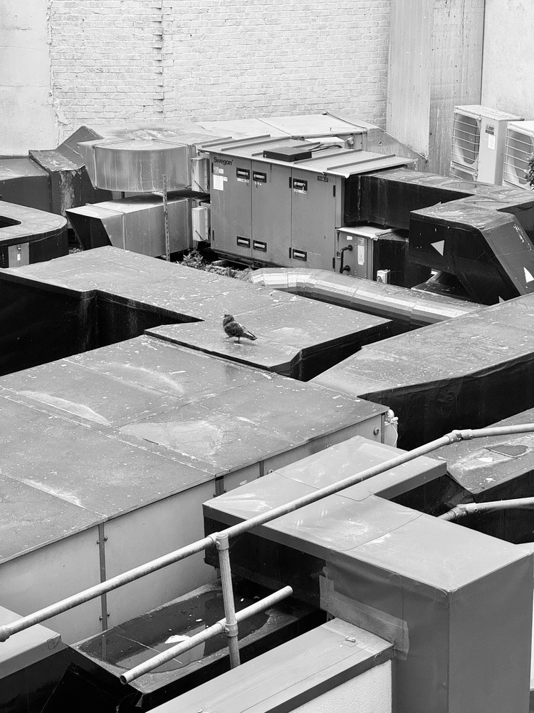 Pigeon patrols a corner of our urban jungle