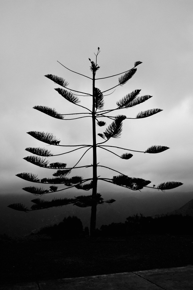 Delicate tree for such an exposed location 