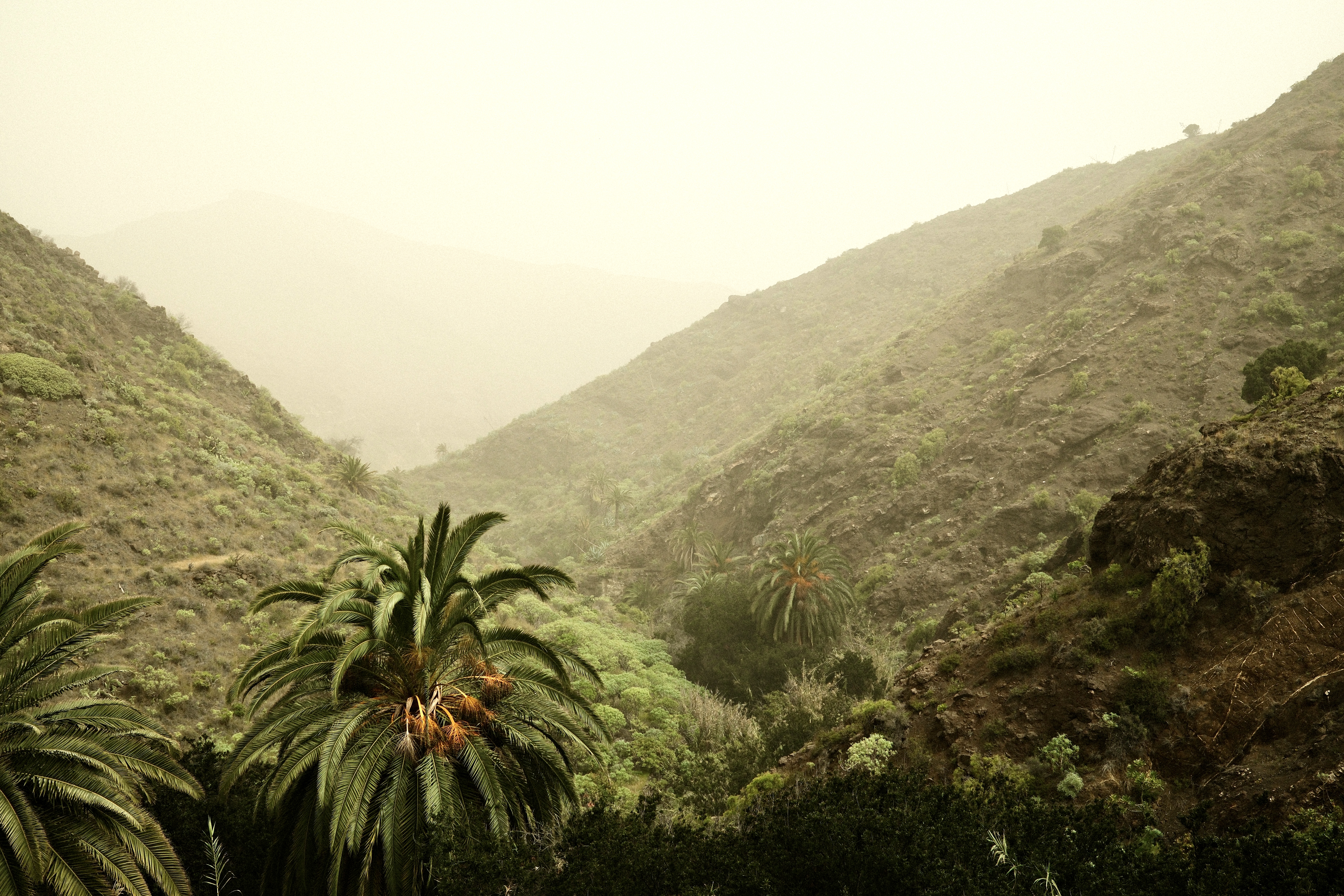 Canaries Palms and Sahara Dust