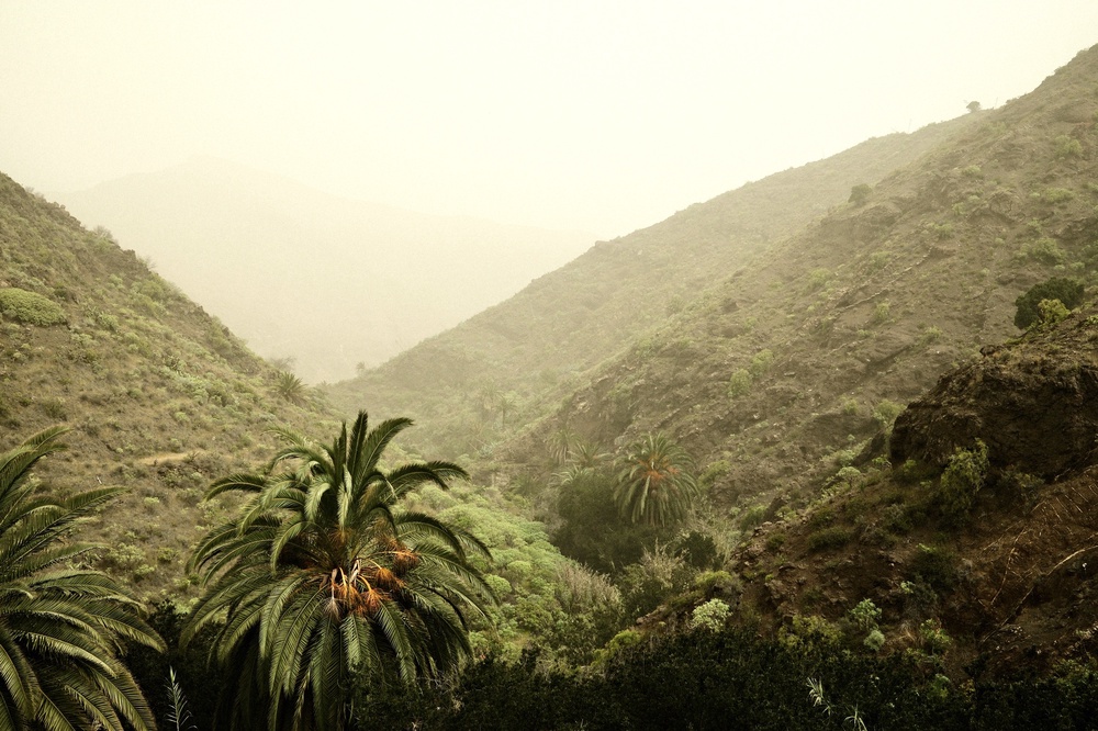 Canaries Palms and Sahara Dust