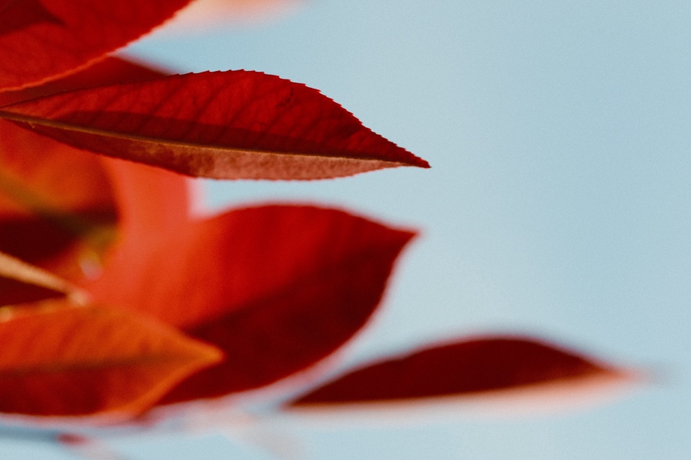 “Red Things” on on route to Finsbury Park