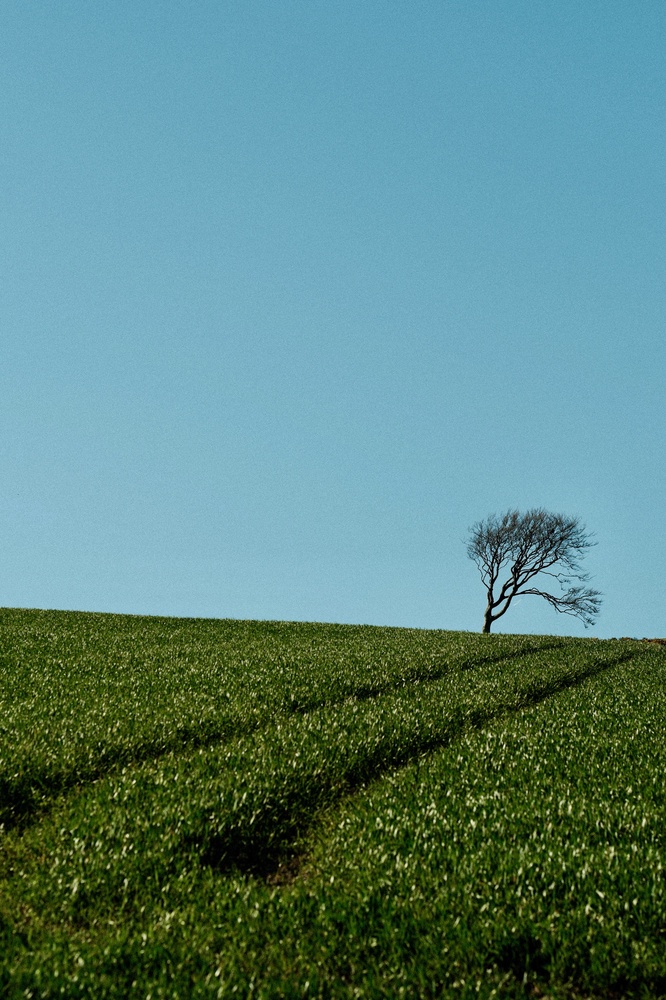 A tree's lonely aspects