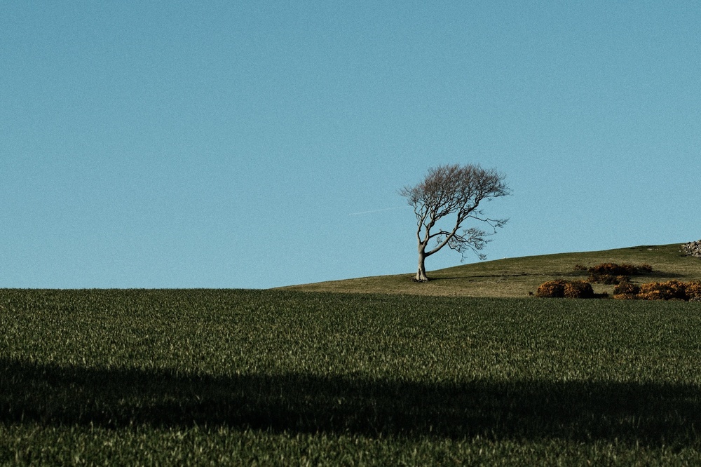 A tree's lonely aspects