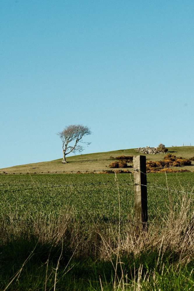 A tree's lonely aspects