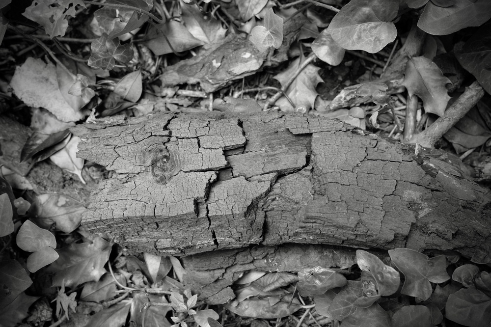 Cracked things found in Hampstead Heath with Mum