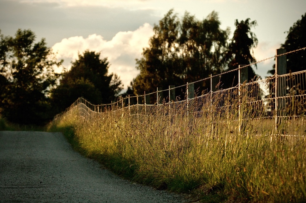 Summer evening walks