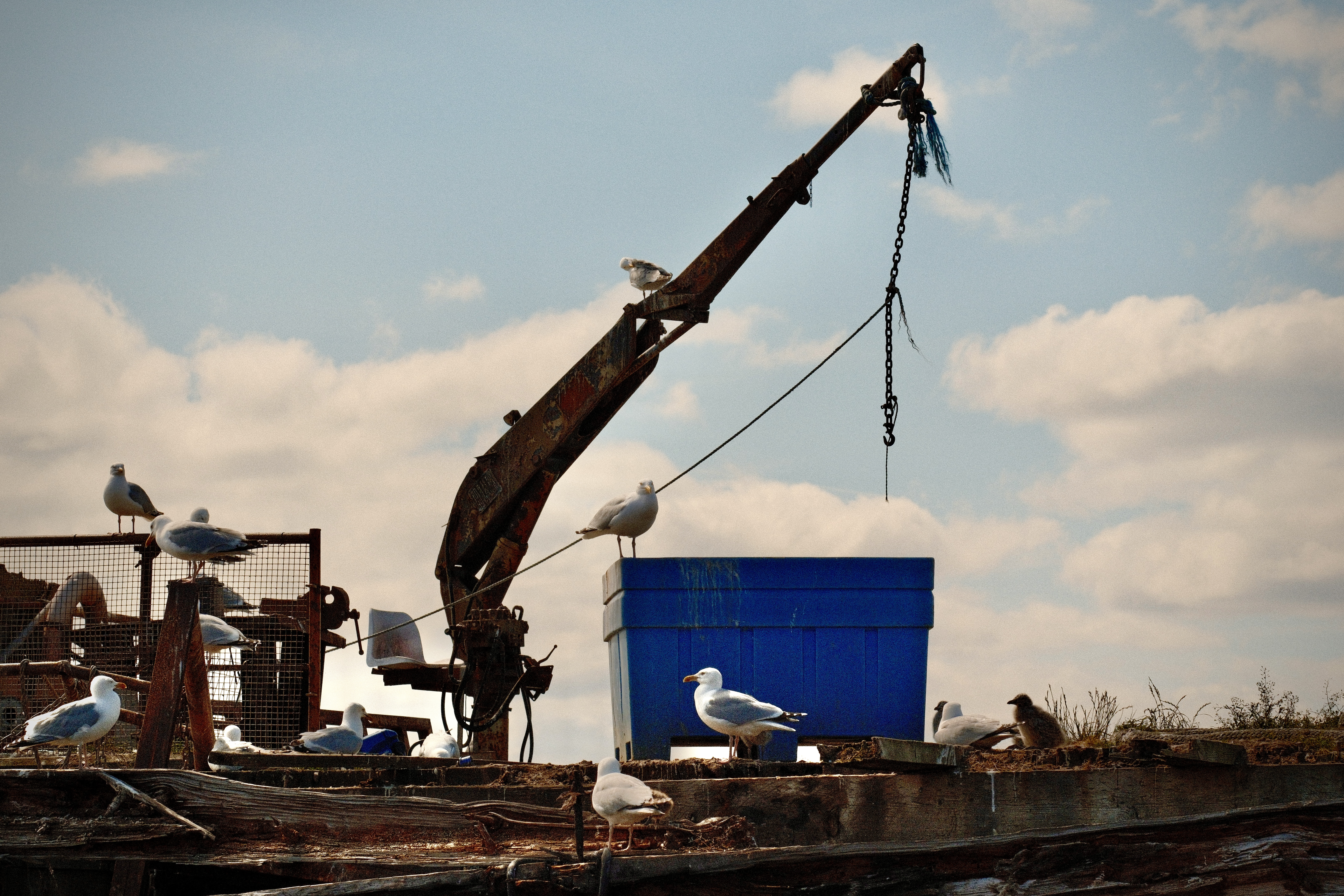 Nigg Pier Gull Colony
