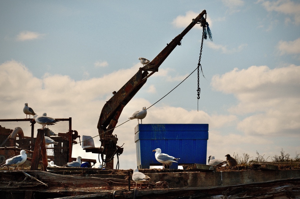 Nigg Pier Gull Colony
