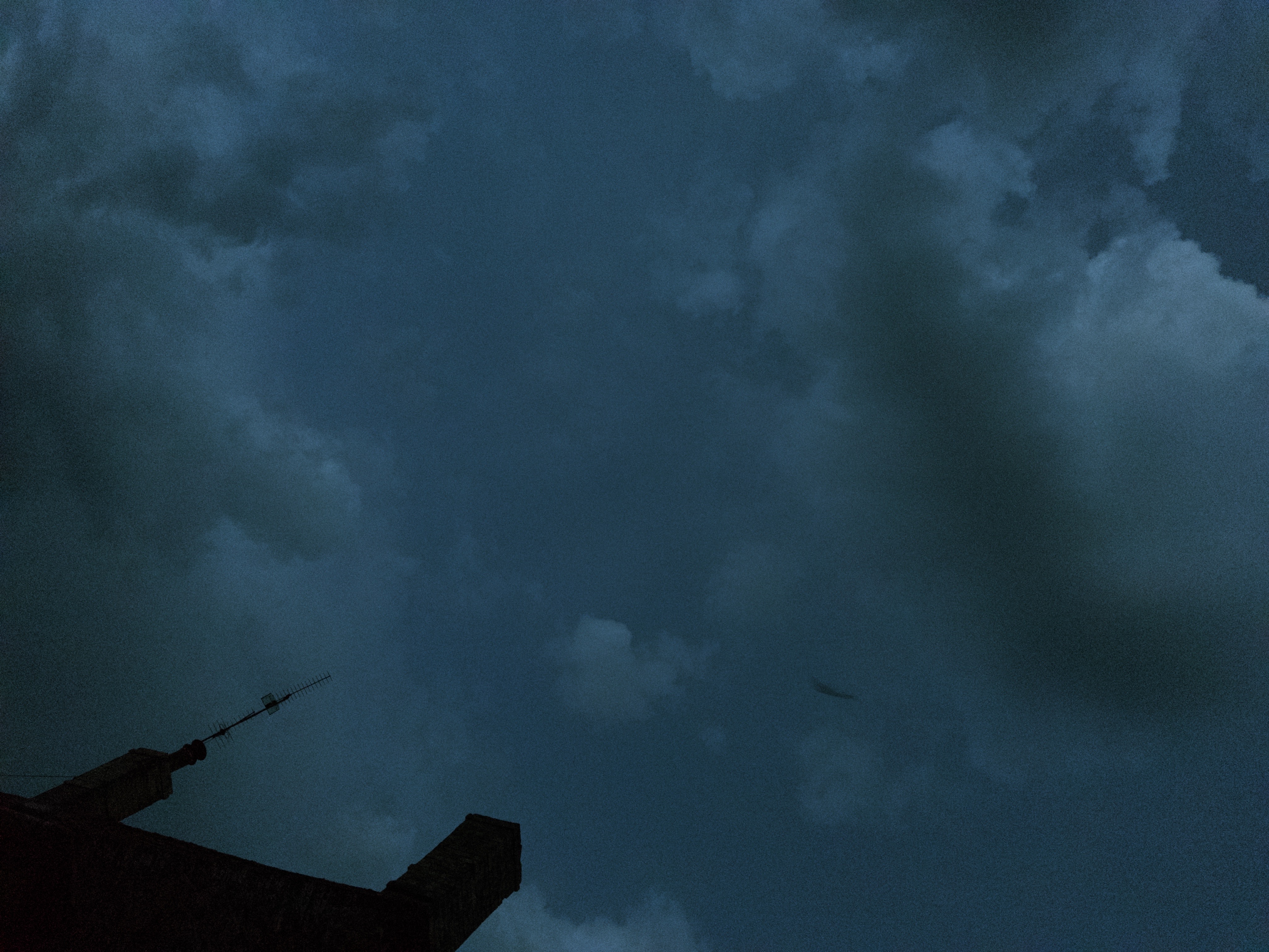 Night Bat