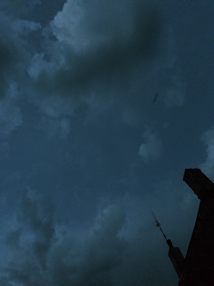 Night Bat