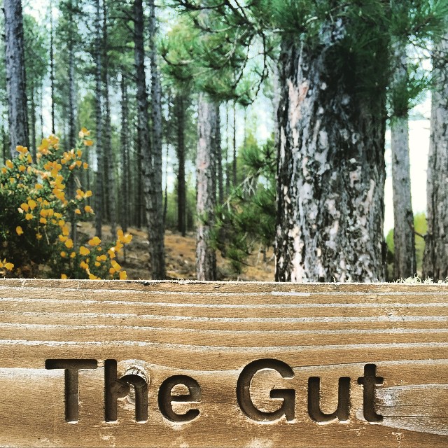 The Gut