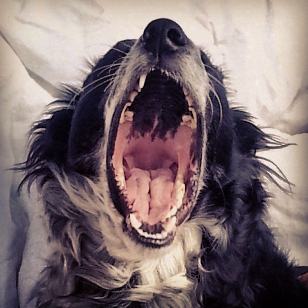 Just a Yawn